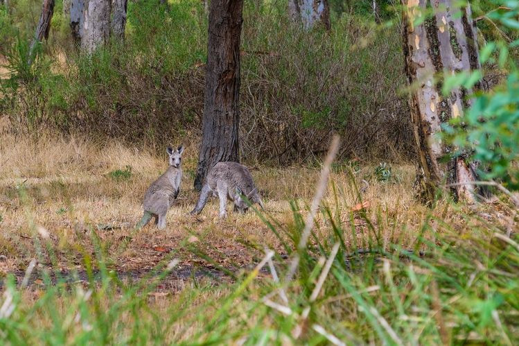 Australian wildlife