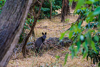 Australian wildlife