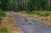 Australian wildlife
