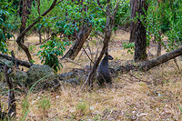 Australian wildlife