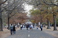 Mount Macedon Autumn